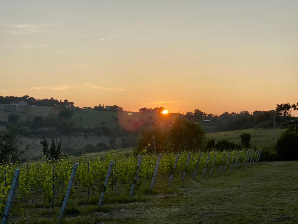 Cantina Frantoio Mazzola