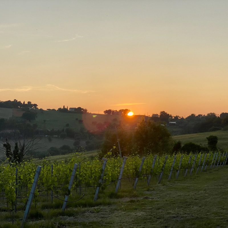 Cantina Frantoio Mazzola